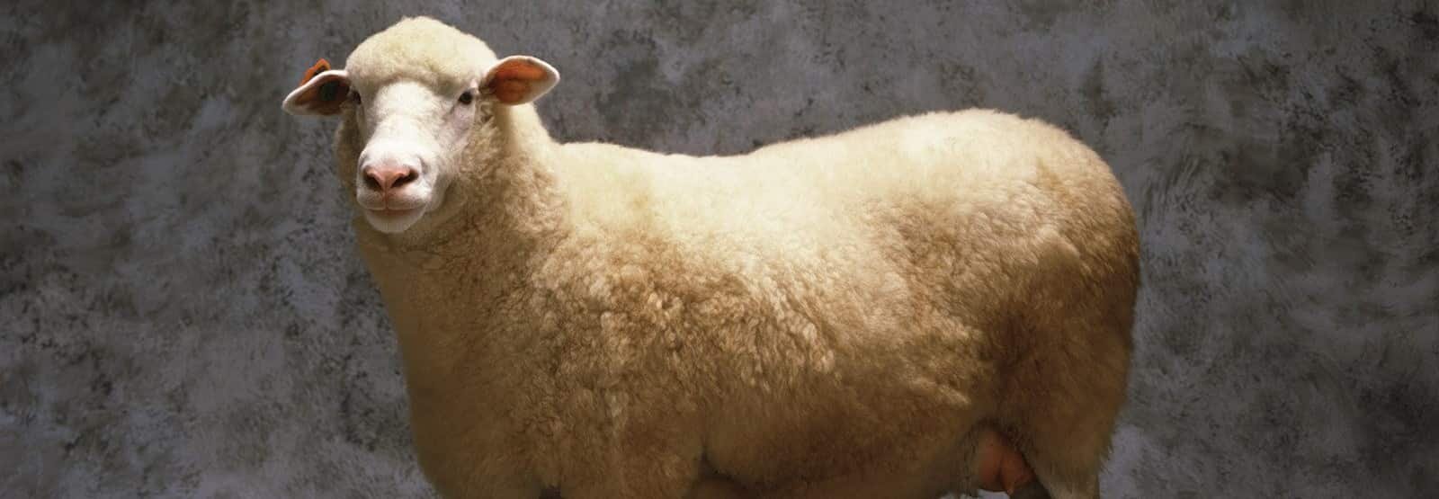 100% Lambs Wool Mattress Pads