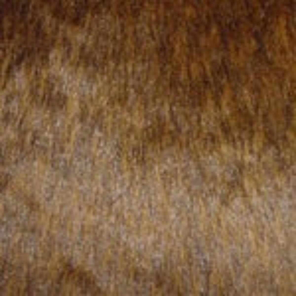 Teddy Bear Fabric - Main Image